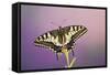 Swallowtail on Flower Wings Open-null-Framed Stretched Canvas