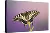 Swallowtail on Flower Wings Open-null-Stretched Canvas