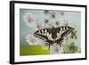 Swallowtail on Flower Wings Open-null-Framed Photographic Print