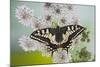 Swallowtail on Flower Wings Open-null-Mounted Photographic Print