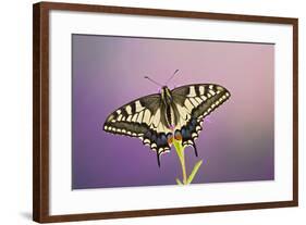 Swallowtail on Flower Wings Open-null-Framed Photographic Print