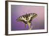 Swallowtail on Flower Wings Open-null-Framed Photographic Print