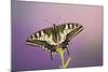 Swallowtail on Flower Wings Open-null-Mounted Photographic Print