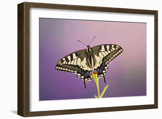 Swallowtail on Flower Wings Open-null-Framed Photographic Print