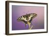 Swallowtail on Flower Wings Open-null-Framed Photographic Print