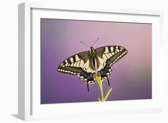 Swallowtail on Flower Wings Open-null-Framed Photographic Print