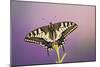 Swallowtail on Flower Wings Open-null-Mounted Photographic Print