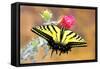 Swallowtail-Douglas Taylor-Framed Stretched Canvas