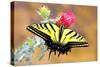 Swallowtail-Douglas Taylor-Stretched Canvas