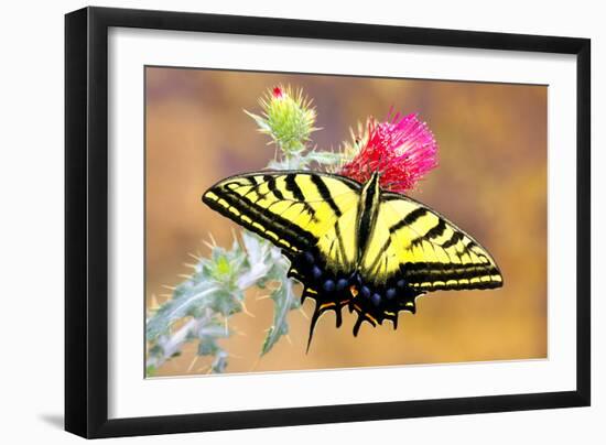 Swallowtail-Douglas Taylor-Framed Photographic Print