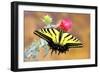 Swallowtail-Douglas Taylor-Framed Photographic Print