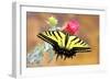 Swallowtail-Douglas Taylor-Framed Photographic Print