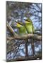 Swallowtailed bee-eater (Merops hirundineus), Kgalagadi Transfrontier Park, South Africa, Africa-Ann and Steve Toon-Mounted Photographic Print