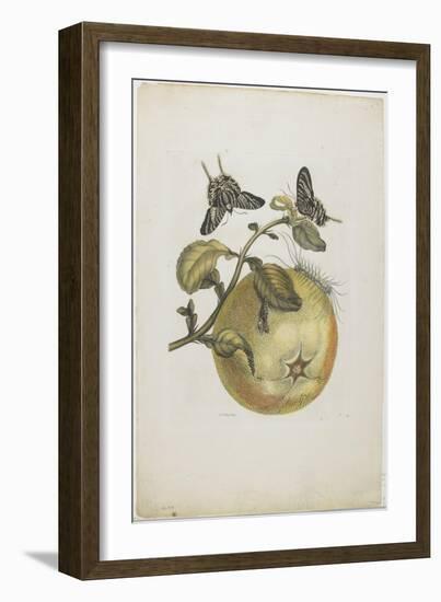 Swallowtails and Great Yellow Fruit, 1705-1771-Maria Sibylla Graff Merian-Framed Giclee Print