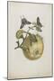 Swallowtails and Great Yellow Fruit, 1705-1771-Maria Sibylla Graff Merian-Mounted Giclee Print