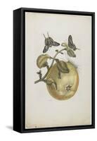Swallowtails and Great Yellow Fruit, 1705-1771-Maria Sibylla Graff Merian-Framed Stretched Canvas