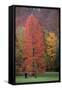 Swamp Cypress Foilage in Autumn Colour-null-Framed Stretched Canvas