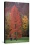 Swamp Cypress Foilage in Autumn Colour-null-Stretched Canvas