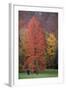 Swamp Cypress Foilage in Autumn Colour-null-Framed Photographic Print