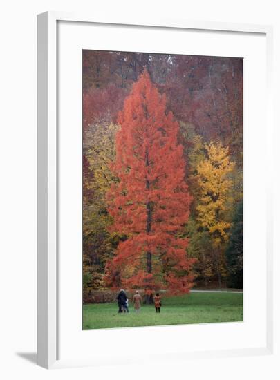 Swamp Cypress Foilage in Autumn Colour-null-Framed Photographic Print