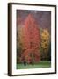 Swamp Cypress Foilage in Autumn Colour-null-Framed Photographic Print