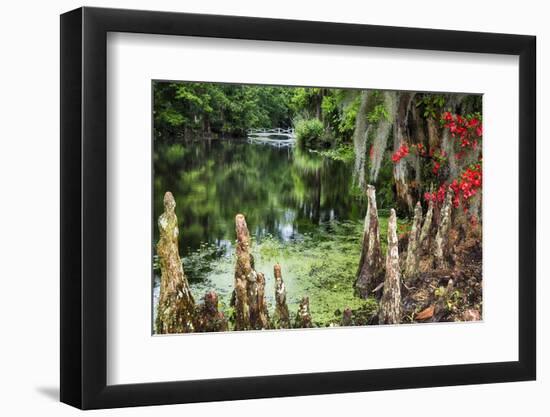 Swamp Cypress With Spanish Moss And Azalea-George Oze-Framed Photographic Print