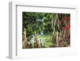 Swamp Cypress With Spanish Moss And Azalea-George Oze-Framed Photographic Print