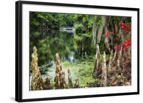 Swamp Cypress With Spanish Moss And Azalea-George Oze-Framed Photographic Print