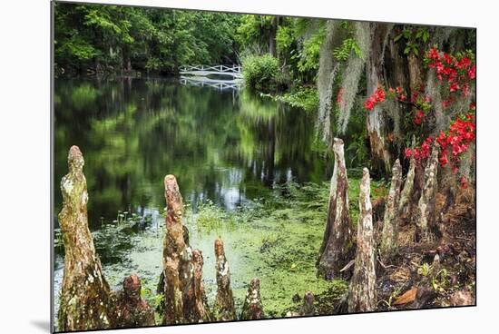 Swamp Cypress With Spanish Moss And Azalea-George Oze-Mounted Photographic Print