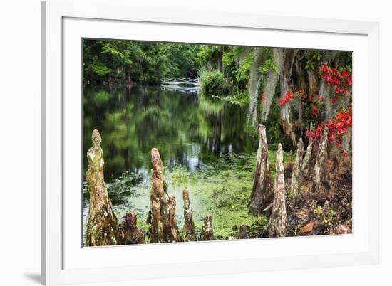 Swamp Cypress With Spanish Moss And Azalea-George Oze-Framed Photographic Print