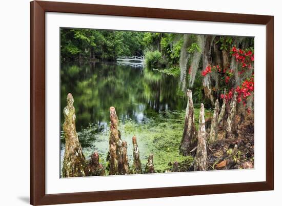 Swamp Cypress With Spanish Moss And Azalea-George Oze-Framed Photographic Print