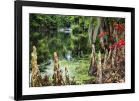 Swamp Cypress With Spanish Moss And Azalea-George Oze-Framed Photographic Print