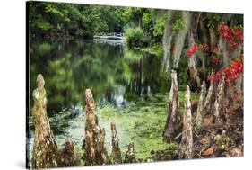 Swamp Cypress With Spanish Moss And Azalea-George Oze-Stretched Canvas