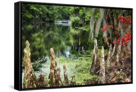 Swamp Cypress With Spanish Moss And Azalea-George Oze-Framed Stretched Canvas