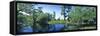 Swamp in forest, Jean Lafitte National Park, New Orleans, Louisiana, USA-Panoramic Images-Framed Stretched Canvas