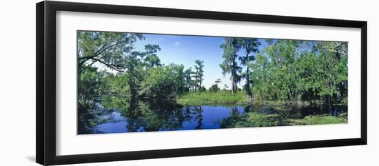 Swamp in forest, Jean Lafitte National Park, New Orleans, Louisiana, USA-Panoramic Images-Framed Photographic Print