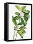 Swamp Magnolia (1918)-Mary Vaux Walcott-Framed Stretched Canvas
