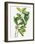 Swamp Magnolia (1918)-Mary Vaux Walcott-Framed Photographic Print