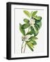 Swamp Magnolia (1918)-Mary Vaux Walcott-Framed Photographic Print