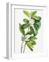 Swamp Magnolia (1918)-Mary Vaux Walcott-Framed Photographic Print