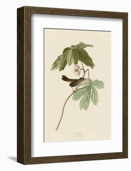 Swamp Sparrow-John James Audubon-Framed Giclee Print