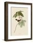 Swamp Sparrow-John James Audubon-Framed Giclee Print