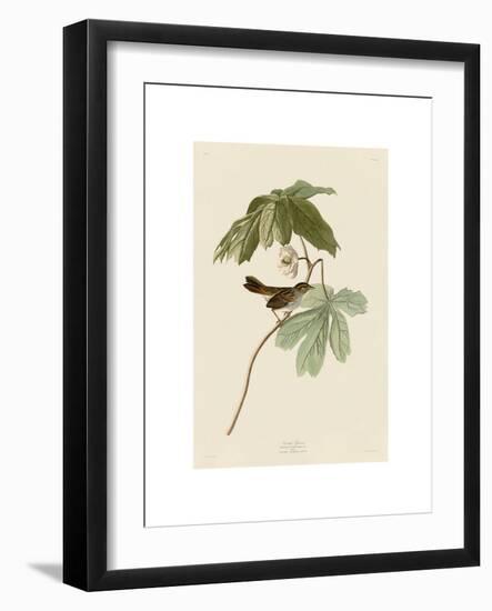 Swamp Sparrow-John James Audubon-Framed Giclee Print