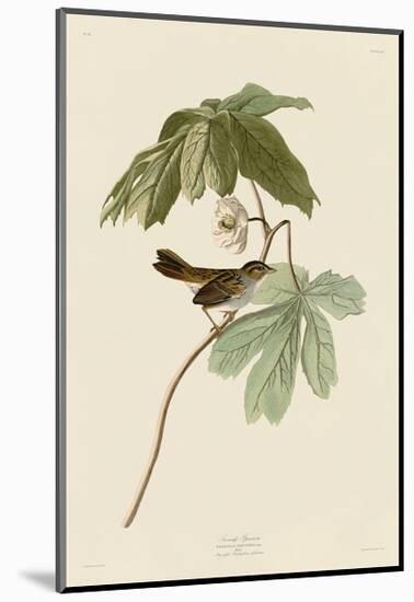 Swamp Sparrow-John James Audubon-Mounted Giclee Print