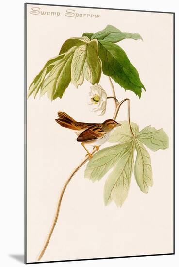 Swamp Sparrow-John James Audubon-Mounted Art Print