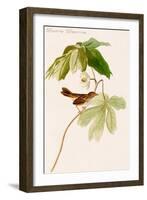 Swamp Sparrow-John James Audubon-Framed Art Print