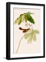 Swamp Sparrow-John James Audubon-Framed Art Print