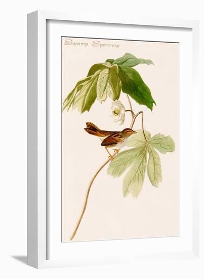 Swamp Sparrow-John James Audubon-Framed Art Print