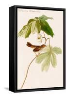 Swamp Sparrow-John James Audubon-Framed Stretched Canvas