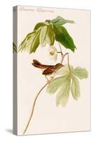 Swamp Sparrow-John James Audubon-Stretched Canvas